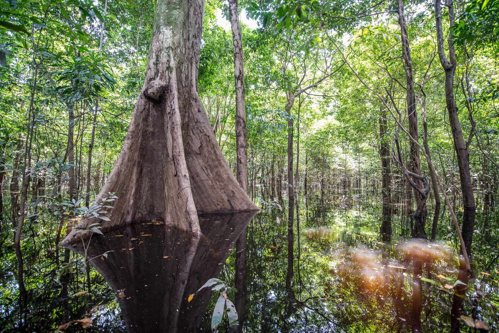 No igapó, a água não é obstáculo, é parte da arquitetura. Uma enorme árvore com sapopemas emerge das águas negras e taníferas de uma floresta de igapó inundada, seu reflexo perfeito na superfície imóvel, cercada por uma densa copa verde