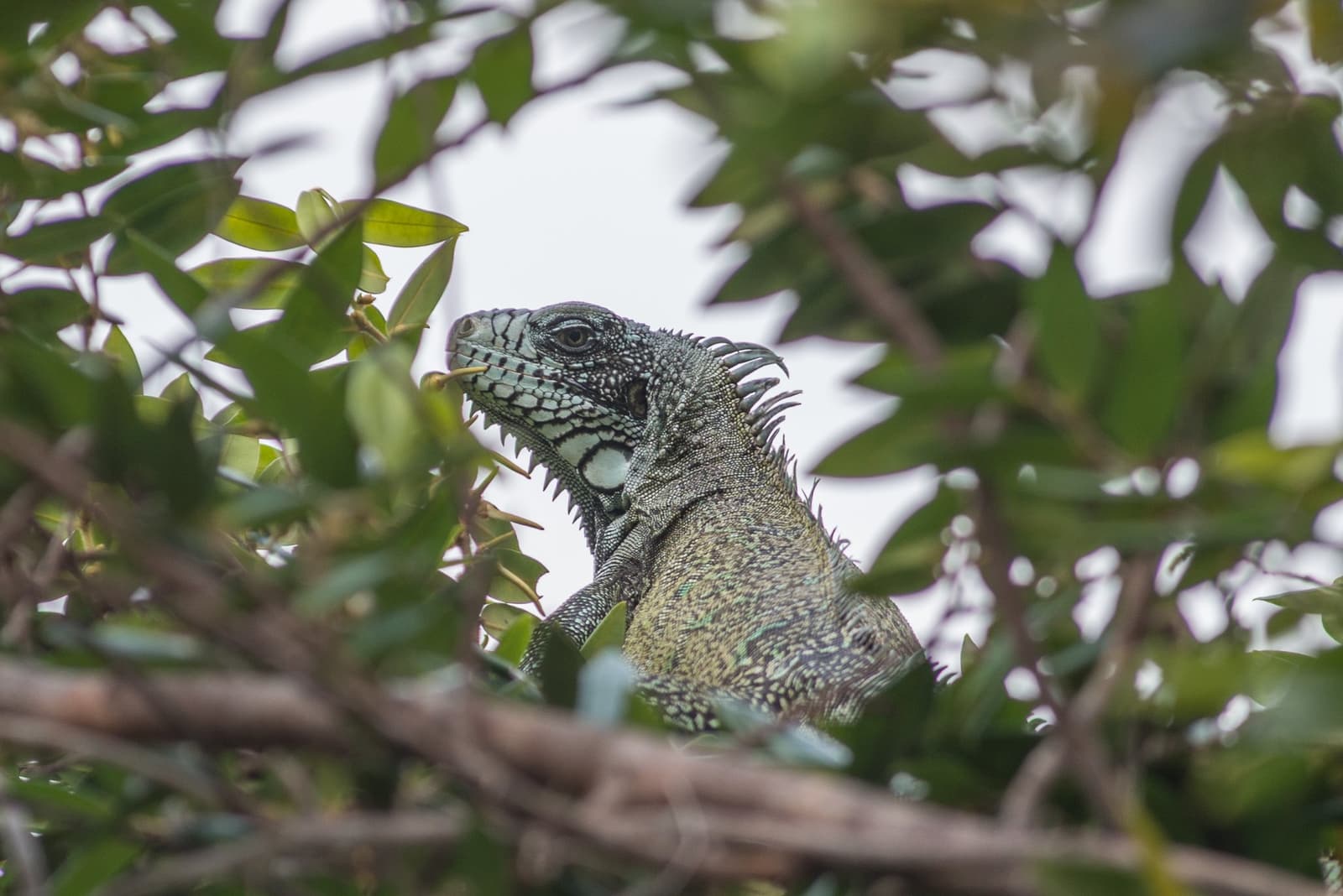 Ela está ali. Sempre esteve, só precisava de atenção. Um grande iguana verde empoleirado entre galhos e folhas densas, com a cabeça escamosa e crista dorsal em foco nítido contra um céu claro
