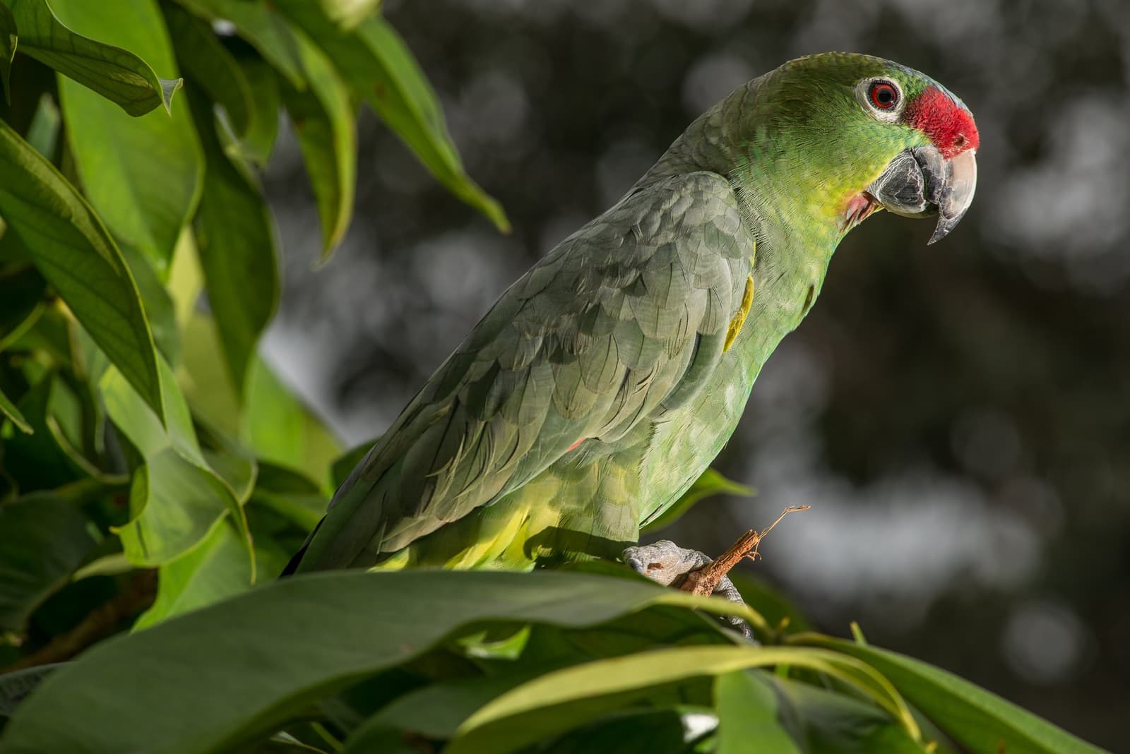Dono do galho, do olhar e provavelmente da conversa também. Um papagaio verde com testa vermelha vibrante pousado em um galho folhoso na floresta amazônica perto do Anavilhanas Jungle Lodge Brasil