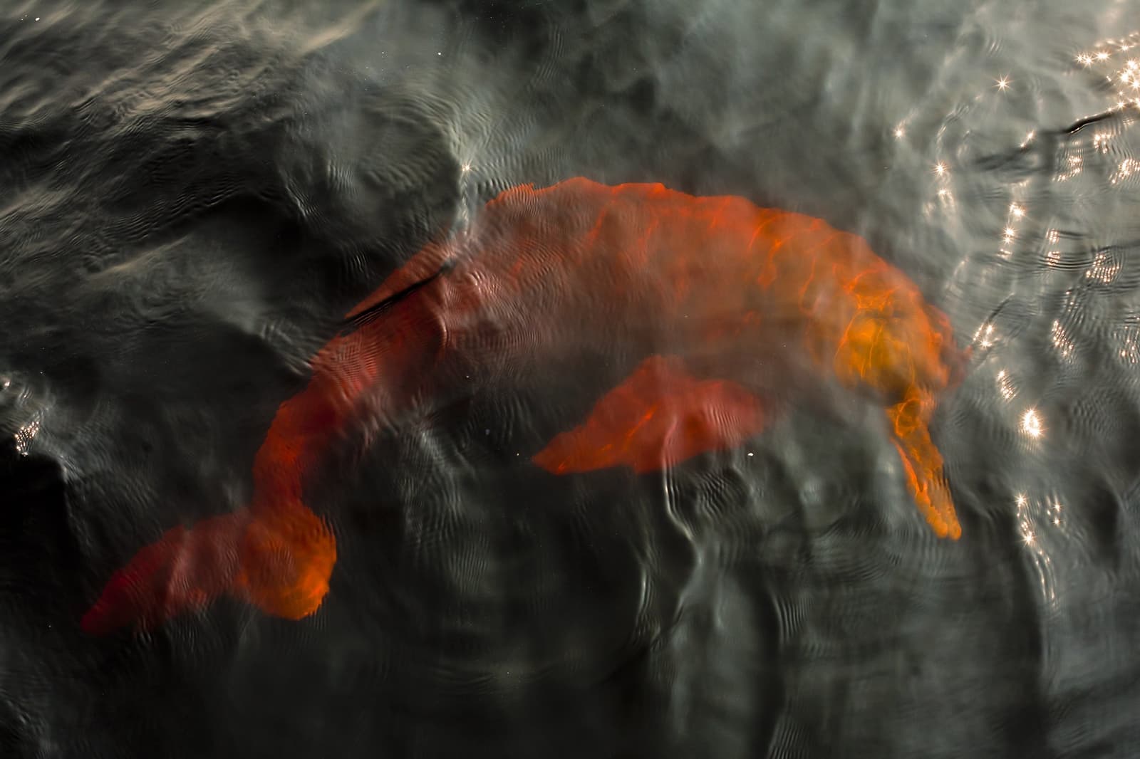 Bem aqui embaixo, alheios a qualquer olhar de cima. Um boto-cor-de-rosa desliza logo abaixo da superfície escura do Rio Negro, seu corpo alaranjado distorcido de forma encantadora pelas ondulações da água no Anavilhanas Jungle Lodge Brasil