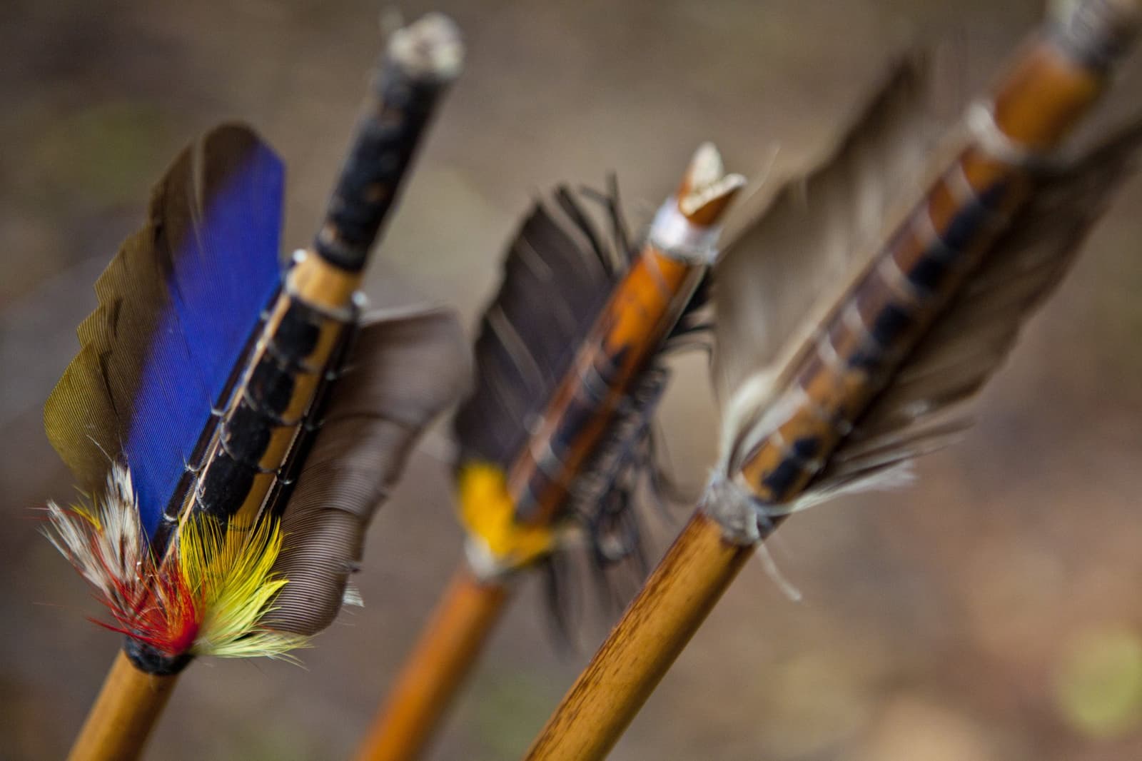 Cada flecha carrega um saber que a floresta ajudou a construir. Close-up de flechas artesanais de madeira com plumas azuis vibrantes, amarelas, vermelhas e em tons terrosos, usadas nas aulas de arco e flecha tradicional no Anavilhanas Jungle Lodge Brazil