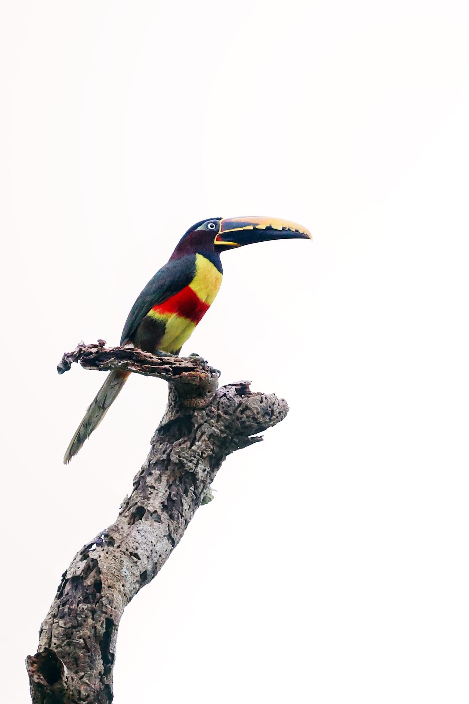Bico serrilhado, cores de joia — o araçari que para o tempo na Amazônia. Photo: All rights reserved Um araçari colorido com bico serrilhado amarelo e preto, peito vermelho e amarelo vibrante e plumagem verde-escura, empoleirado em um galho seco e desgastado