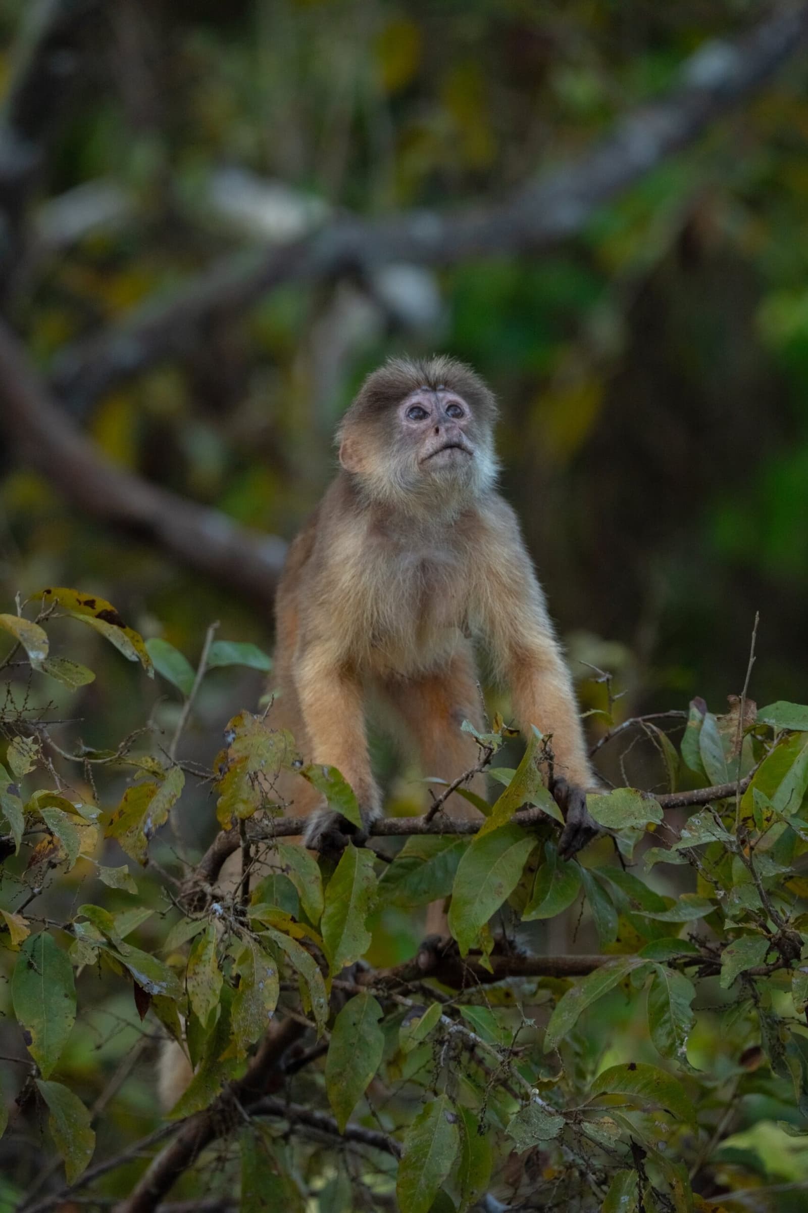 Olhos atentos, copas infinitas. Um macaco-prego de pelagem castanha-clara empoleirado em um galho coberto de folhas olhando para o alto na floresta amazônica