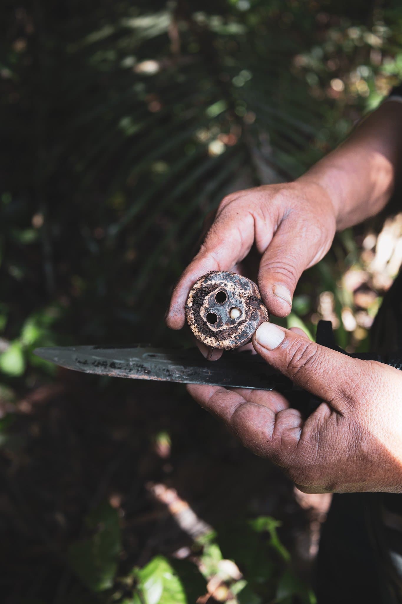 Um corte de facão basta para revelar a vida oculta dentro da madeira. As mãos de um guia seguram a secção transversal de uma vagem lenhosa recém-cortada, revelando câmaras ocas e uma pequena larva durante uma trilha na floresta amazônica