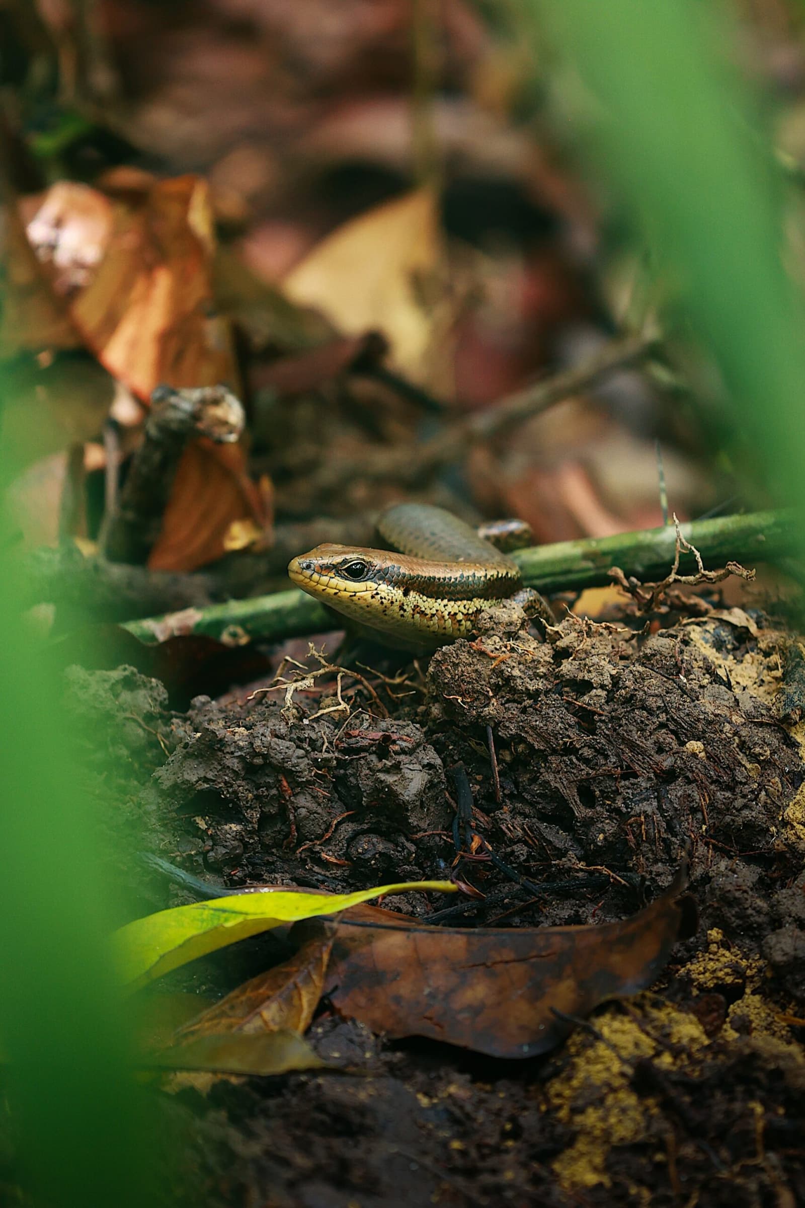 Quase invisível entre as folhas, o chão da floresta pulsa de vida. Photo: All rights reserved Um pequeno lagarto marrom e amarelo espreita sobre um monte de terra úmida entre folhas secas e galhos verdes na selva amazônica brasileira