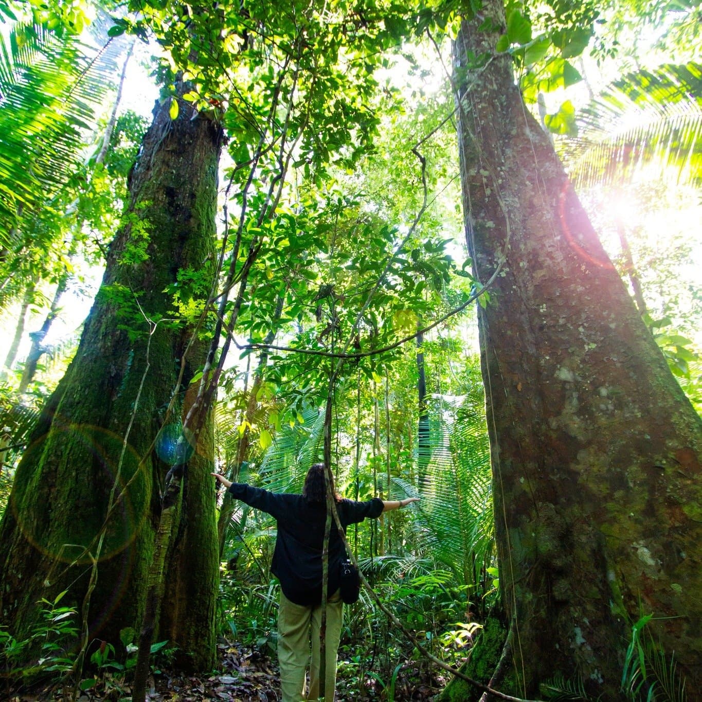 De braços abertos diante de gigantes que levaram séculos para crescer. Uma viajante de braços abertos entre dois imensos troncos de árvores na floresta tropical, com cipós pendurados acima e luz solar filtrando pelo dossel