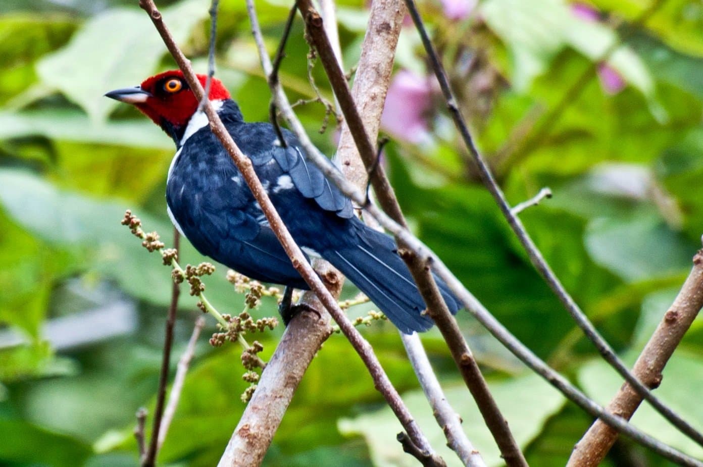 Coroa vermelha, corpo azul-noturno — uma joia viva da floresta tropical. Um pássaro marcante com cabeça vermelho-viva, olho dourado e plumagem azul-escura empoleirado em um galho seco durante um passeio pela selva amazônica brasileira