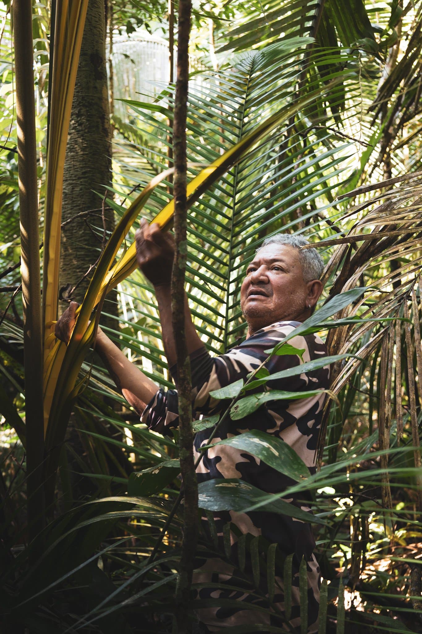 Saber ancestral transmitido folha a folha, no coração da floresta. Um guia local experiente demonstra técnicas de sobrevivência na selva durante um tour pela selva amazônica brasileira, descascando uma folha de palmeira amarelo-viva em meio à densa vegetação