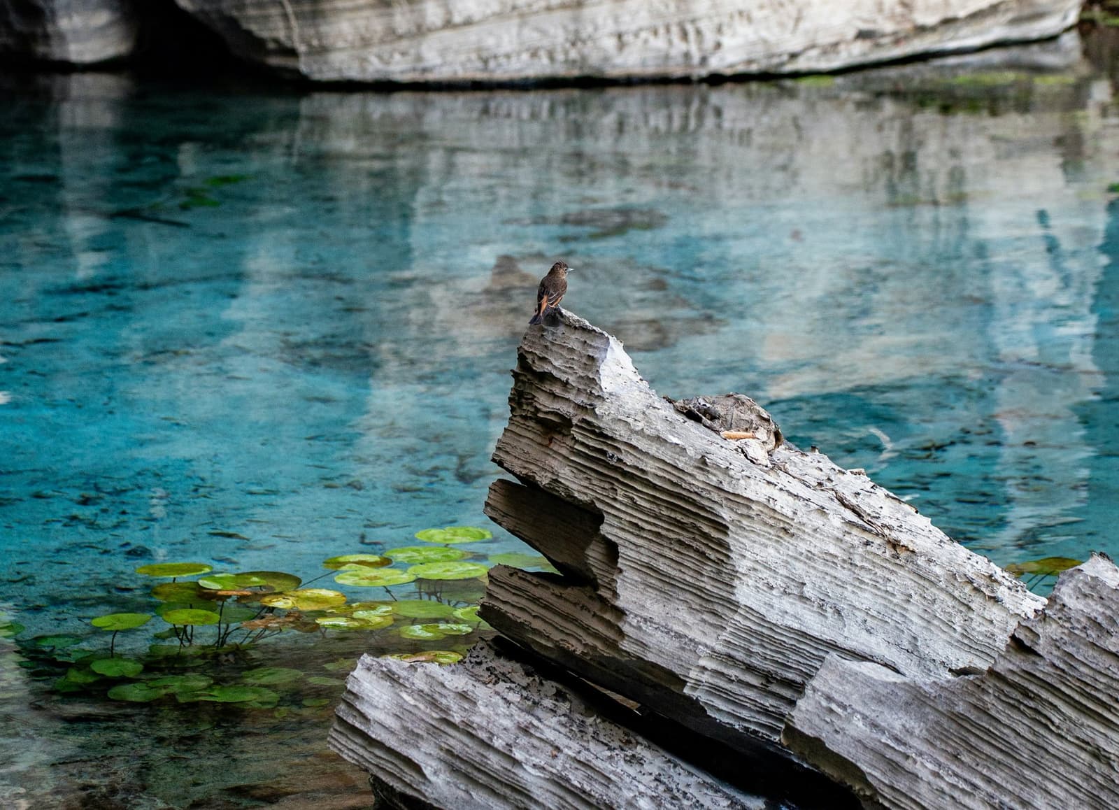 Still as a painting — a tiny bird claims its limestone throne above impossibly blue water. Photo 1