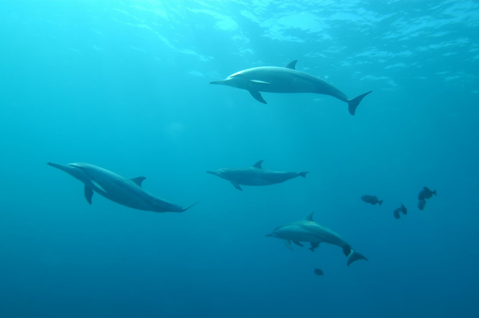 Een uitnodiging hadden ze duidelijk niet nodig. Een kleine groep dolfijnen die door kristalhelder blauw water glijdt vlak onder het oppervlak tijdens een duikreis naar Fernando de Noronha, met enkele rifvissen zichtbaar op de achtergrond