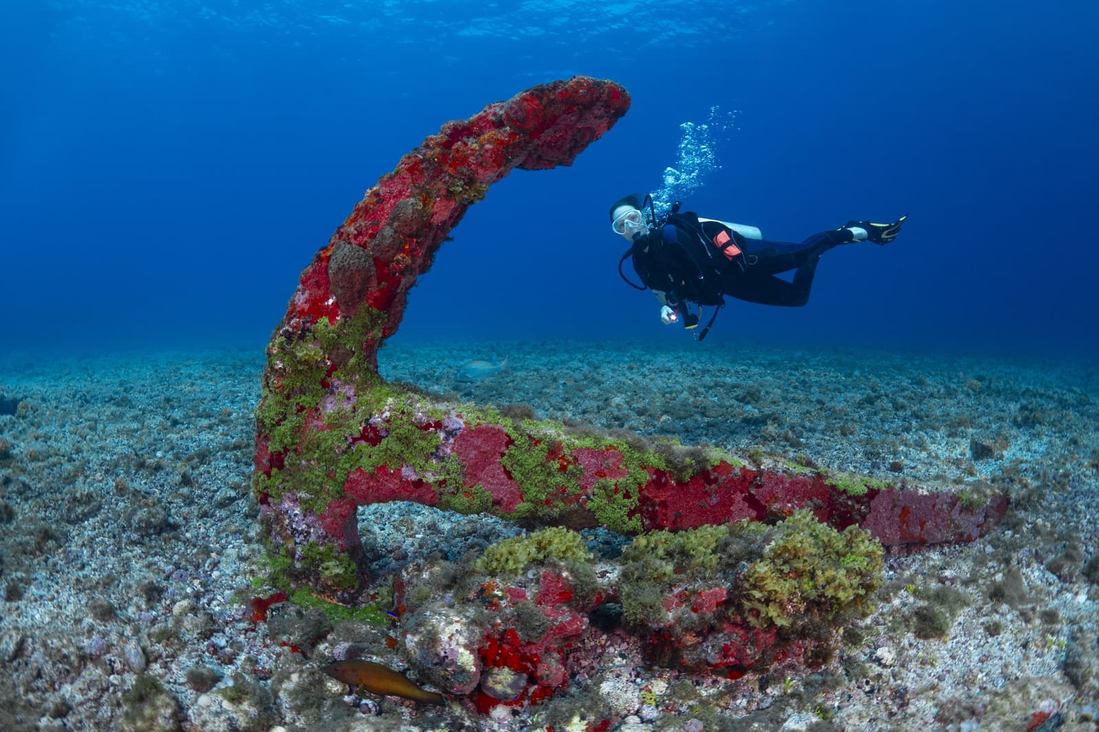 Wat ooit schepen vasthield, is nu een thuis voor de zee. Een duiker zweeft achter een groot anker dat bedekt is met rood en groen zeeleven op een zandbodem tijdens een duiktrip naar Fernando de Noronha