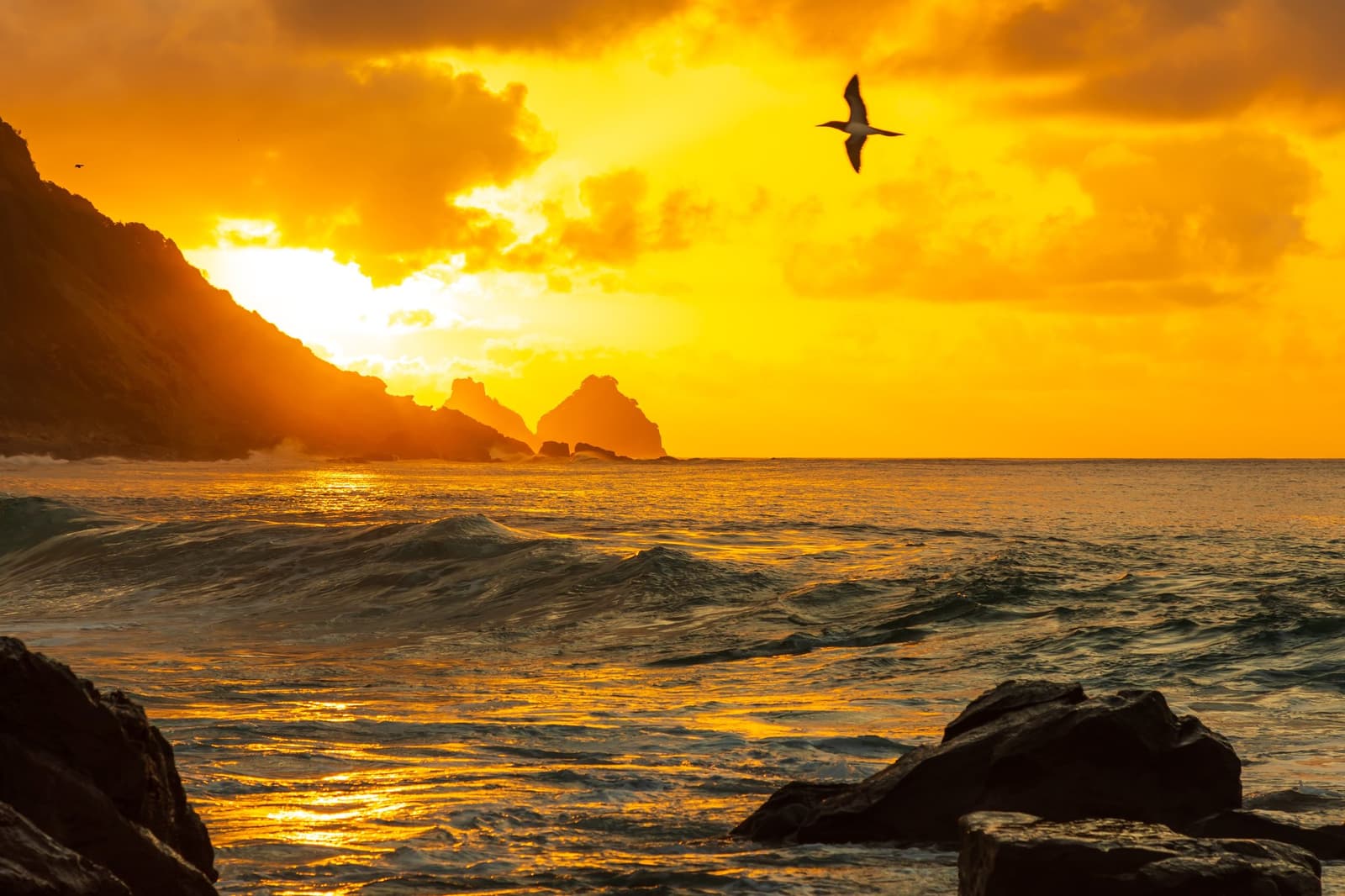 Vloeibaar goud over de Atlantische Oceaan, het afscheid van het eiland. Photo: @reubergd Een zeevogel zweeft boven een gloeiende gouden zonsondergang aan de rotsachtige kust van Fernando de Noronha, met rollende golven en silhouetten van zeestapels tegen een amberkleurige lucht