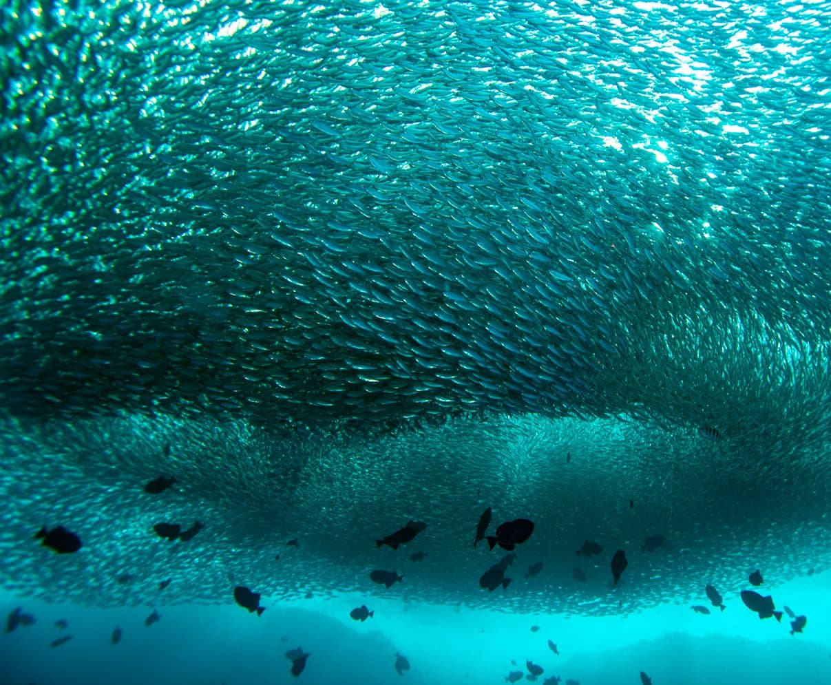 Duizenden vissen, één beweging. De zee op haar eigen manier. Een enorme zilveren baitball van kleine vissen vormt een wervelende koepel onder water tijdens een duikreis naar Fernando de Noronha, met grotere donkere silhouetten van rifvissen die eronder cirkelen in turquoise water