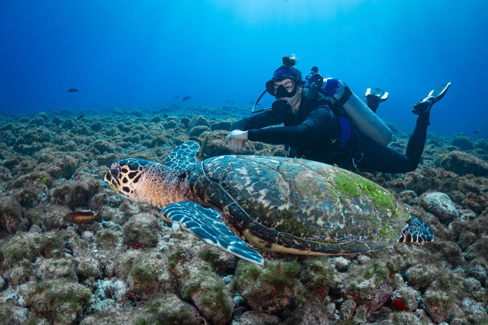 Ze keek niet op van het bezoek. Wij wel. Een duikster zweeft vlak naast een grote zeeschildpad die over een rotsachtig rif glijdt tijdens een duikreis naar Fernando de Noronha, met diepblauw water en kleine vissen op de achtergrond.