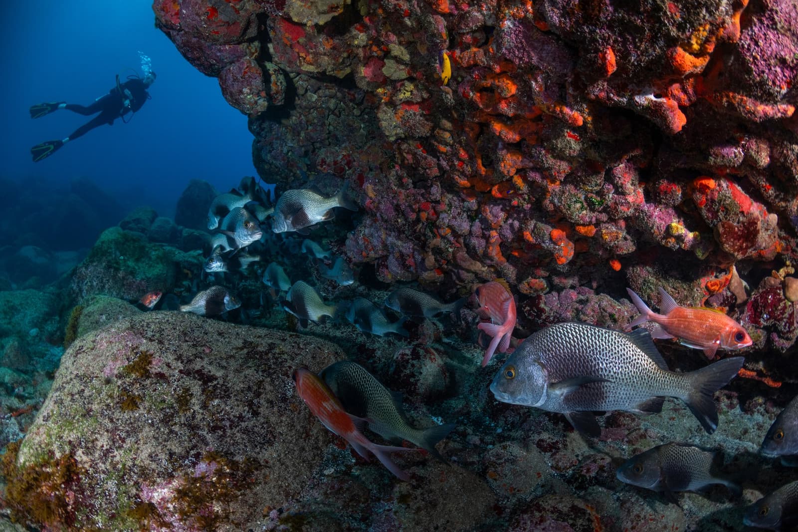 Hier schrikken de vissen nergens van, jij bent simpelweg onderdeel van het rijtje. Een duiker zweeft boven een vulkanische rotsformatie bedekt met felrode en oranje sponzen tijdens een duikreis naar Fernando de Noronha, terwijl een school zilveren rifvissen en kleinere roodgekleurde vissen op de voorgrond cirkelen