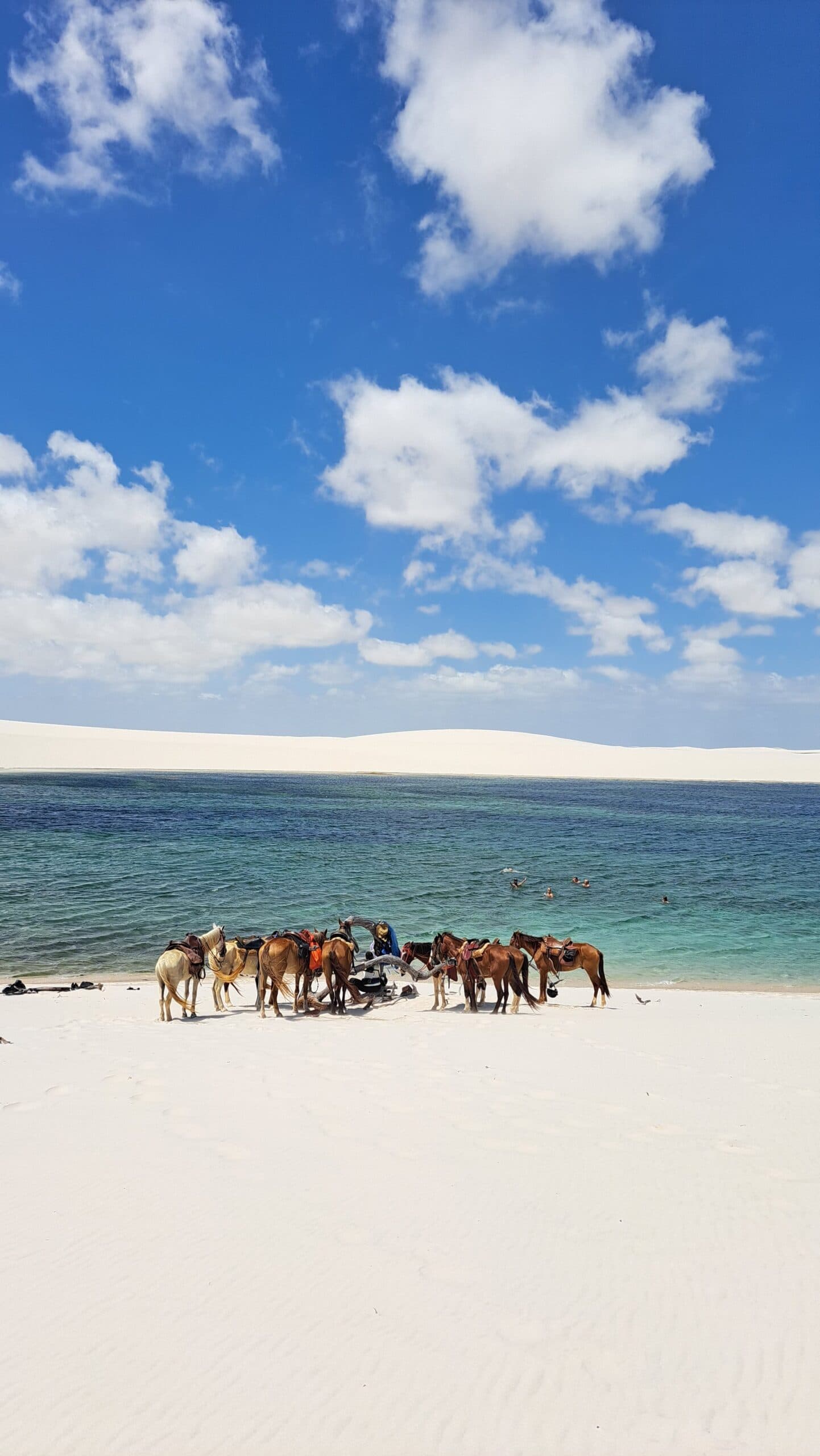Pause méritée au bord de la lagune, pour les cavaliers comme pour leurs montures. Un groupe de chevaux sellés se repose sur le sable blanc immaculé au bord d'un lagon turquoise lors d'un circuit à cheval dans les Lençóis Maranhenses, avec de grandes dunes blanches et un ciel bleu vif en arrière-plan