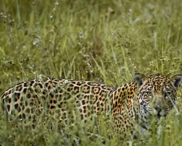 What is the best Pantanal safari in Brazil?