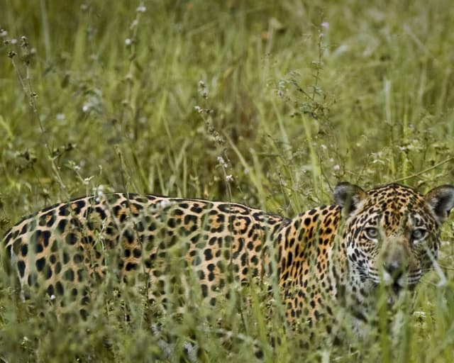 Melhor safári no Pantanal Melhor safári no Pantanal