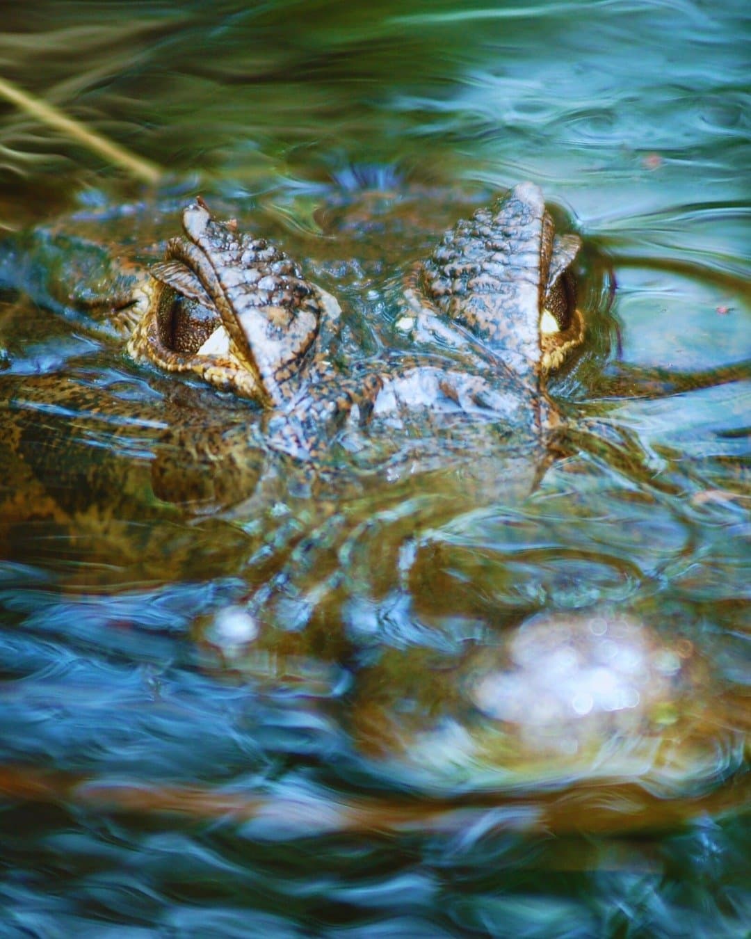 Ele já estava te observando bem antes de você perceber. Olhos encouraçados e focinho de um jacaré mal aflorando a superfície da água durante um passeio noturno no Juma Amazon Jungle Lodge