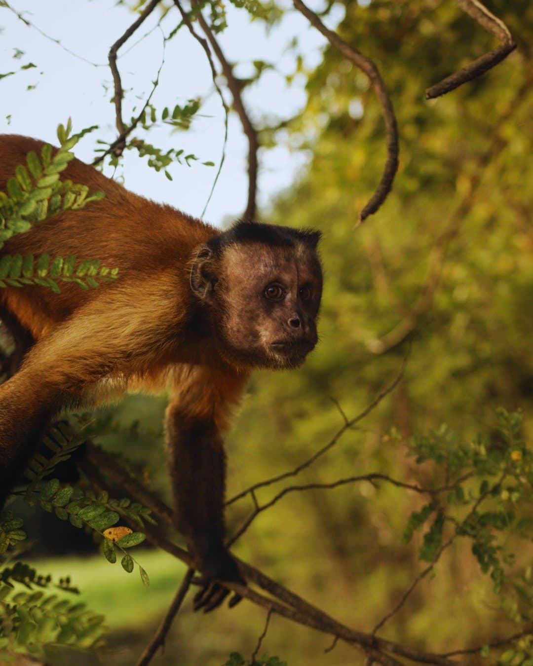Ele notou você primeiro, e nem se preocupou em esconder. Um macaco-prego marrom empoleirado em um galho entre folhagem verde na Juma Amazon Jungle Lodge, com olhar atento ao horizonte