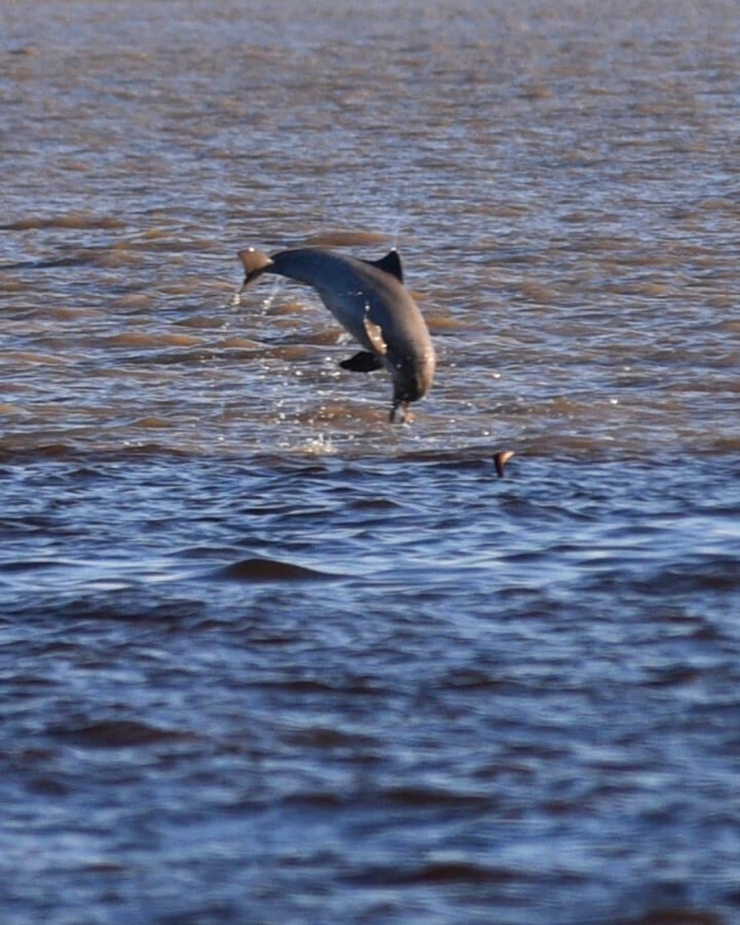 Sem aviso, sem roteiro. O rio tem agenda própria. Um golfinho de coloração escura saltando completamente fora de um amplo rio de cor acastanhada próximo ao Juma Amazon Jungle Lodge, com a nadadeira de um segundo golfinho visível ao fundo
