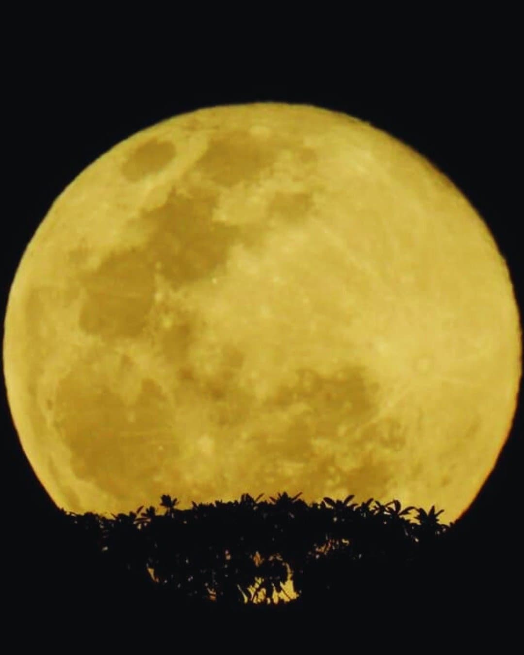 Na Amazônia, a lua nasce grande e não pede licença. Uma lua cheia dourada e imensa surge acima da silhueta escura do dossel da floresta tropical no Juma Amazon Jungle Lodge