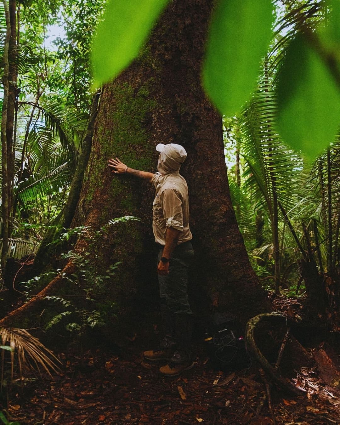Tem árvore aqui na Amazônia que viu civilizações inteiras nascerem e desaparecerem. Um visitante apoia a mão no imenso tronco coberto de musgo de uma árvore gigante da floresta no Juma Amazon Jungle Lodge, rodeado de samambaias e vegetação tropical densa
