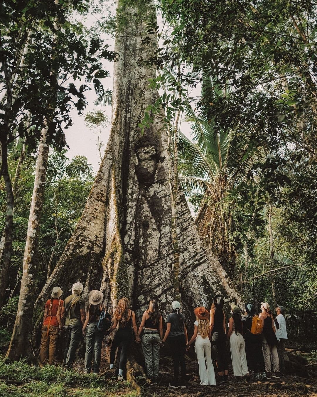 Na Amazônia, a floresta não pede licença para impressionar. Um grupo de ecoturistas de pé na base de uma enorme samaúma com raízes tabulares no Juma Amazon Jungle Lodge, seu imenso tronco fazendo os visitantes parecerem minúsculos na densa floresta