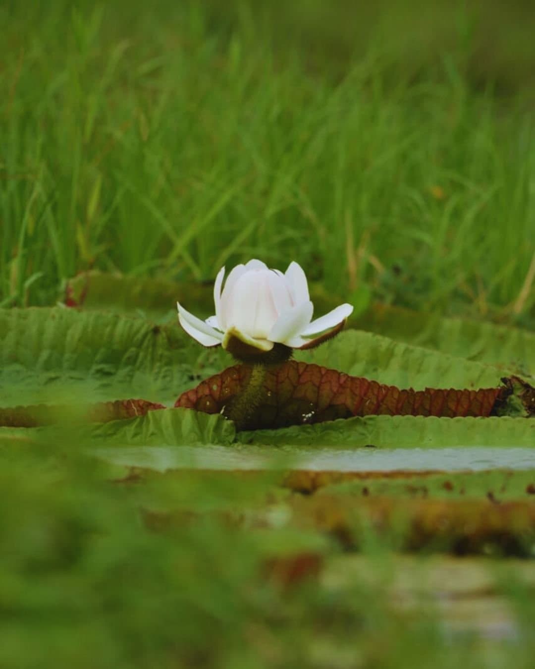 A vitória-régia floresce no seu tempo, sem pressa nenhuma. Uma flor branca de vitória-régia sobre uma grande folha nervurada no Juma Amazon Jungle Lodge, cercada de vegetação exuberante refletida na água escura e quieta