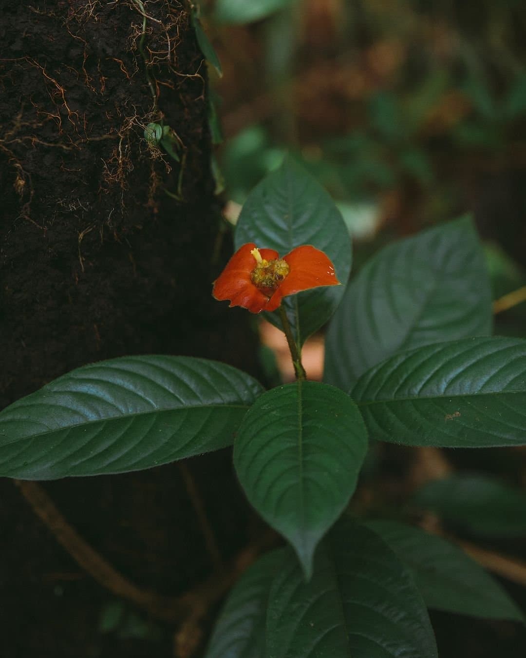 A floresta guarda suas cores mais vivas bem pertinho do chão. Uma pequena flor silvestre vermelho-alaranjada com estames amarelos desabrocha no Juma Amazon Jungle Lodge, erguendo-se entre folhas verde-escuras ao lado de um tronco coberto de raízes