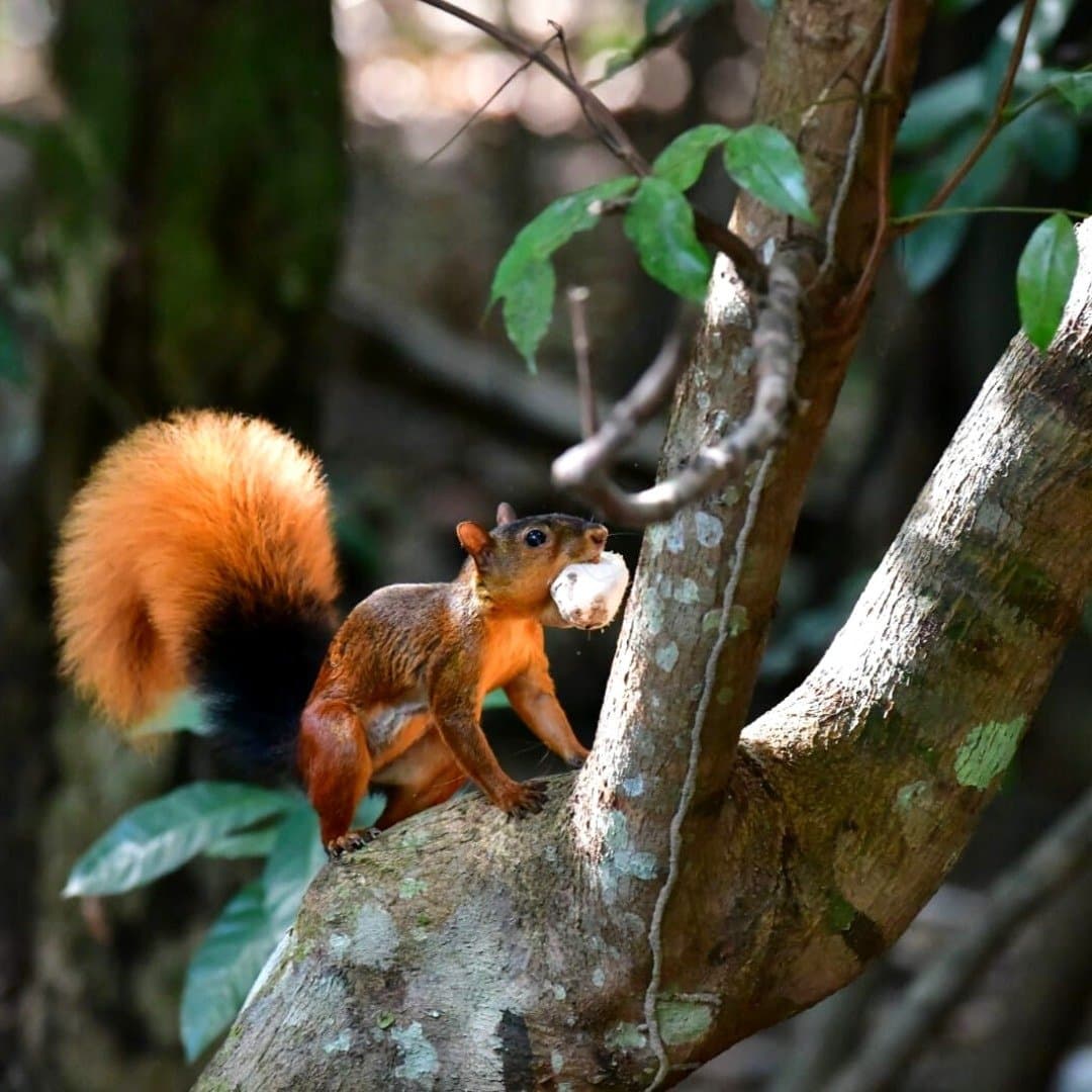 Já fez as compras e não pretende demorar. Um esquilo de pelagem vermelho-viva e cauda preta e laranja pousado num galho musgoso com uma noz na boca, no Juma Amazon Jungle Lodge