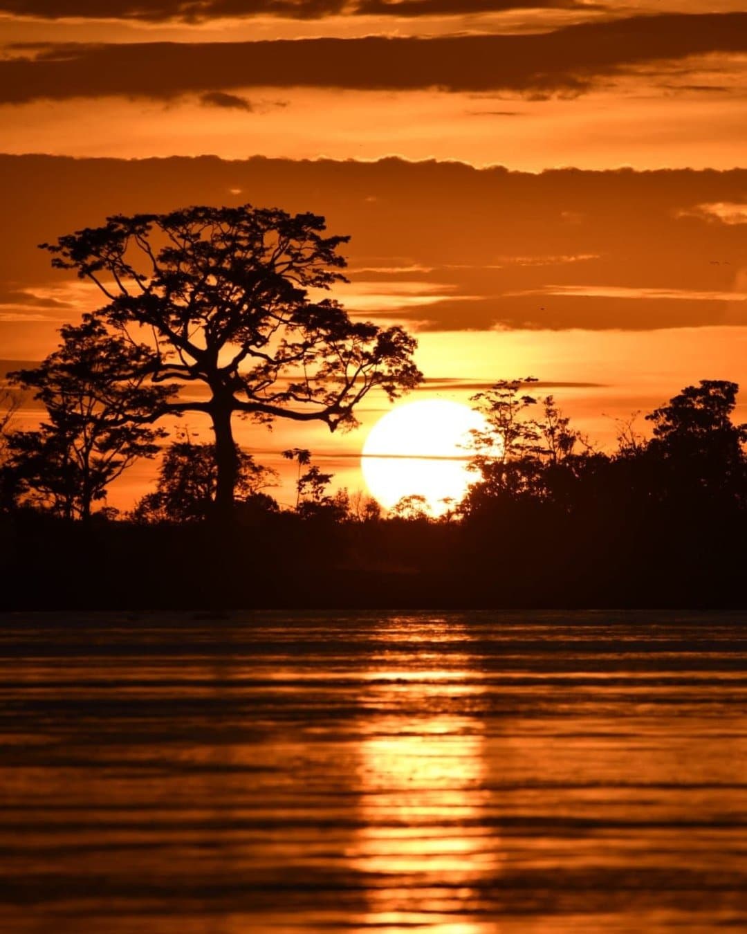 O rio pega fogo todo dia nessa hora, e ninguém enjoa. Um pôr do sol alaranjado e intenso na Juma Amazon Jungle Lodge, com a silhueta de uma grande árvore recortada contra o disco solar sobre o dossel da floresta densa, refletido nas águas calmas do rio