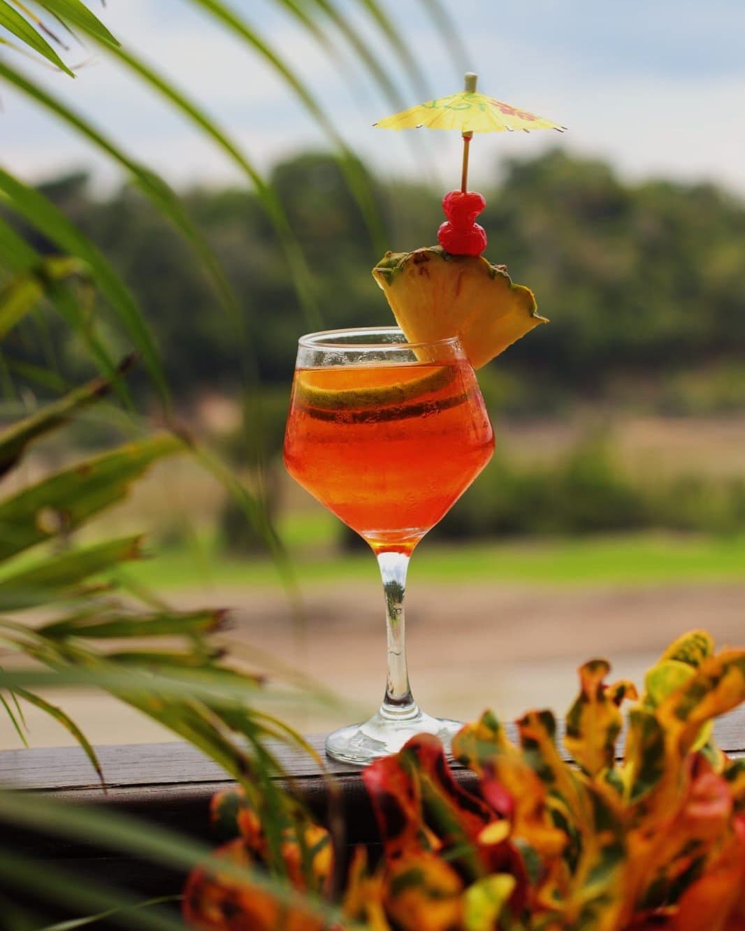 A floresta pode esperar, esse drinque não. Drinque tropical laranja enfeitado com abacaxi, cerejas e guarda-chuva de papel servido na Juma Amazon Jungle Lodge, com vegetação exuberante desfocada ao fundo