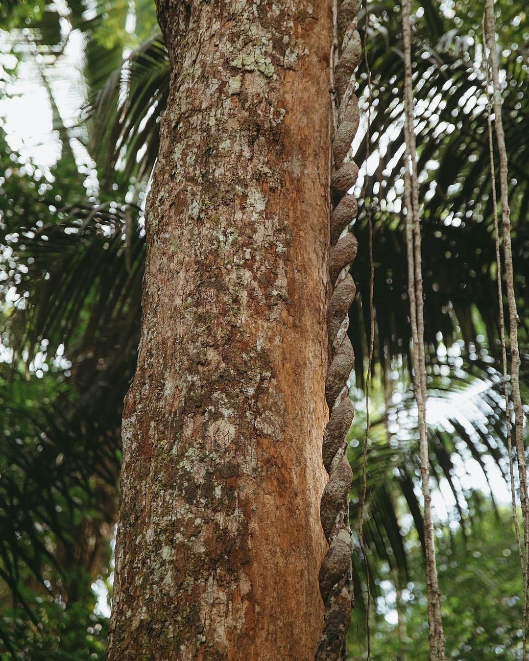 A floresta vem esculpindo essa espiral há mais tempo do que qualquer um de nós pode imaginar. Uma cipó espesso e retorcido enrolado firmemente ao redor de um alto tronco de árvore no Juma Amazon Jungle Lodge, com folhas de palmeira e raízes aéreas visíveis ao fundo desfocado