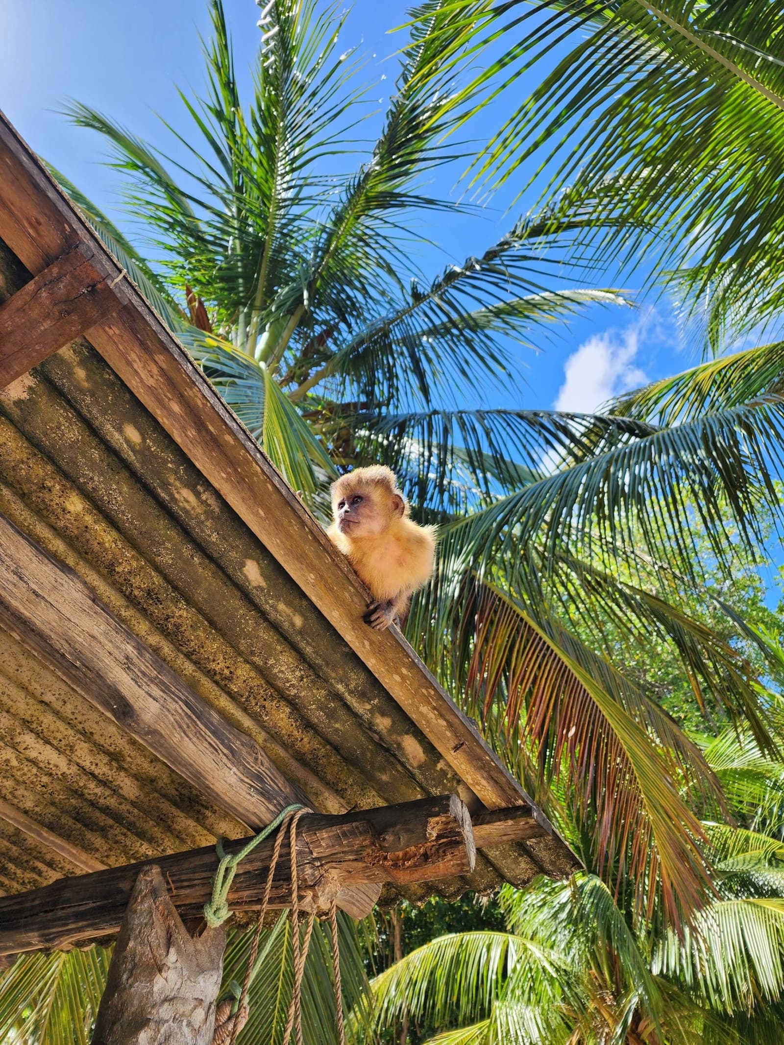 Petit habitant des toits, impassible face à l'aventure. Un jeune singe capucin duveteux perché sur le bord d'un toit en bois rustique, entouré de palmes ondulantes sous un ciel bleu vif lors de la randonnée dans les Lençóis Maranhenses