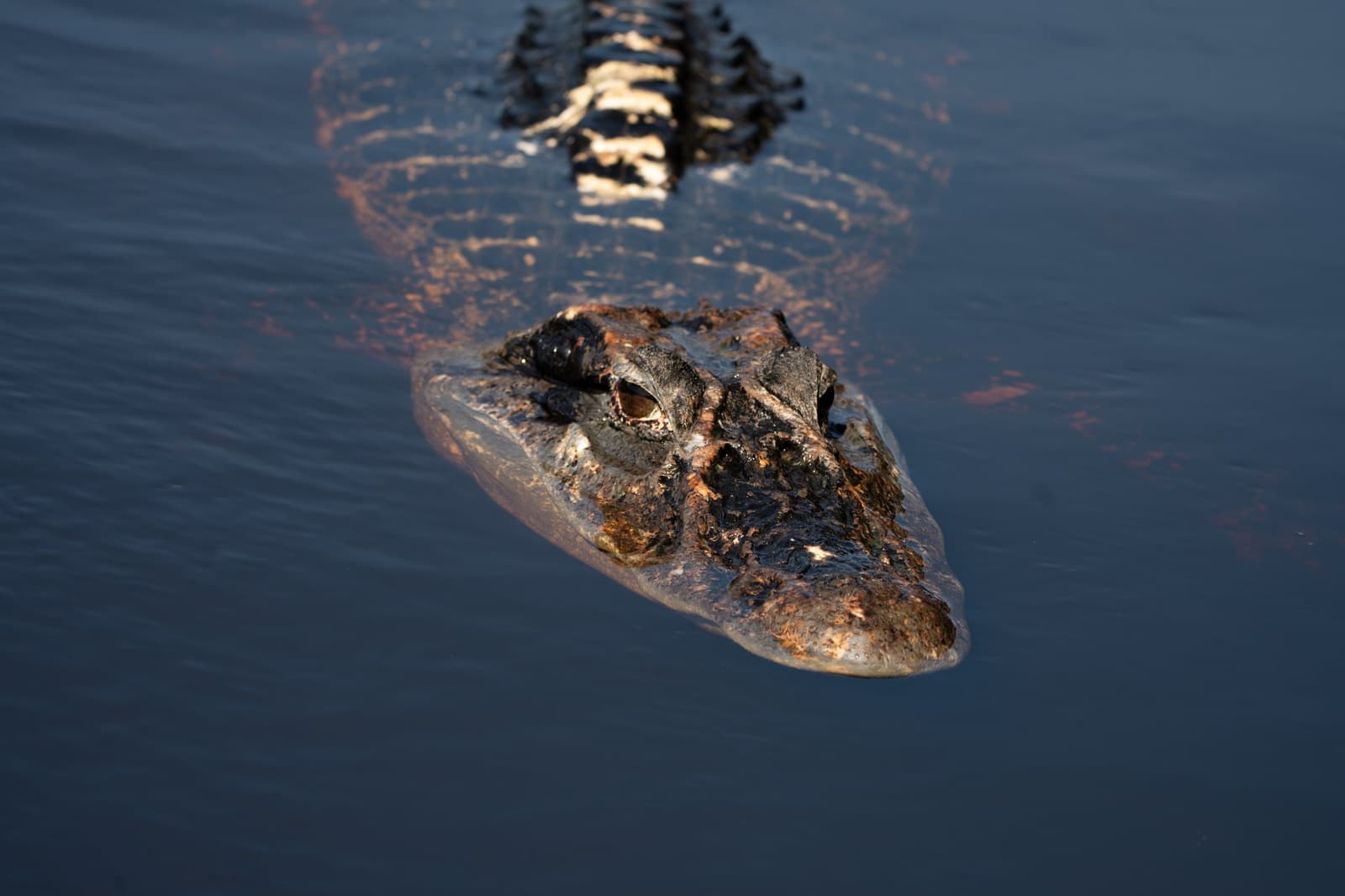 It knows you're there. It just doesn't care. A caiman gliding silently at the water's surface during a Luxury Amazon Cruise in Brazil, its armored head and golden eye catching the warm evening light
