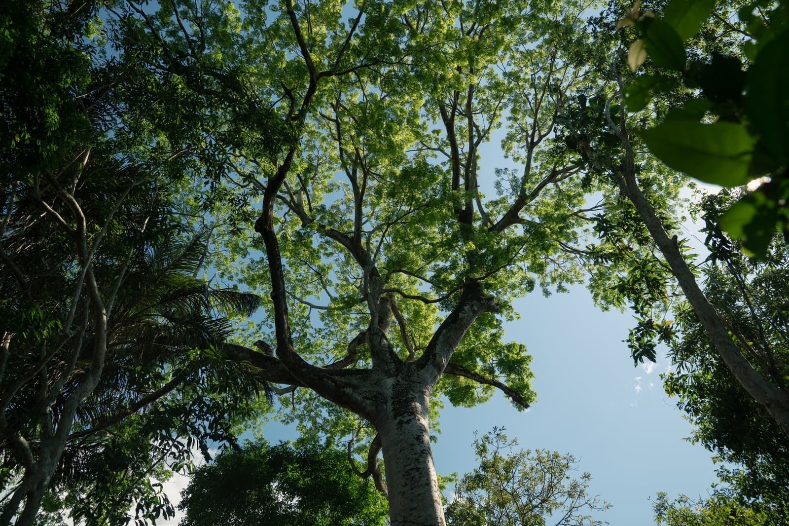 The forest has its own ceiling, and it is nothing like yours. Upward view through the spreading canopy of a tall tropical tree on a luxury Amazon cruise in Brazil, with bright green leaves filtering blue sky