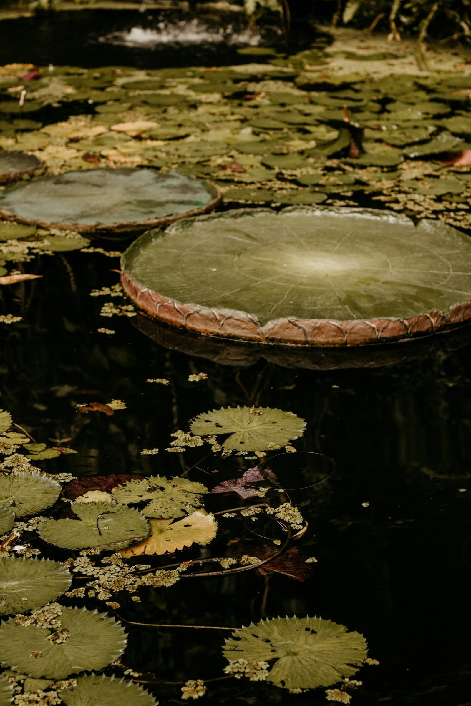 Nature's own dinner plates, engineered over millions of years. Giant Victoria amazonica lily pads with raised reddish rims float on dark still water alongside smaller green lily pads and aquatic vegetation, a signature sight on a luxury Amazon cruise in Brazil