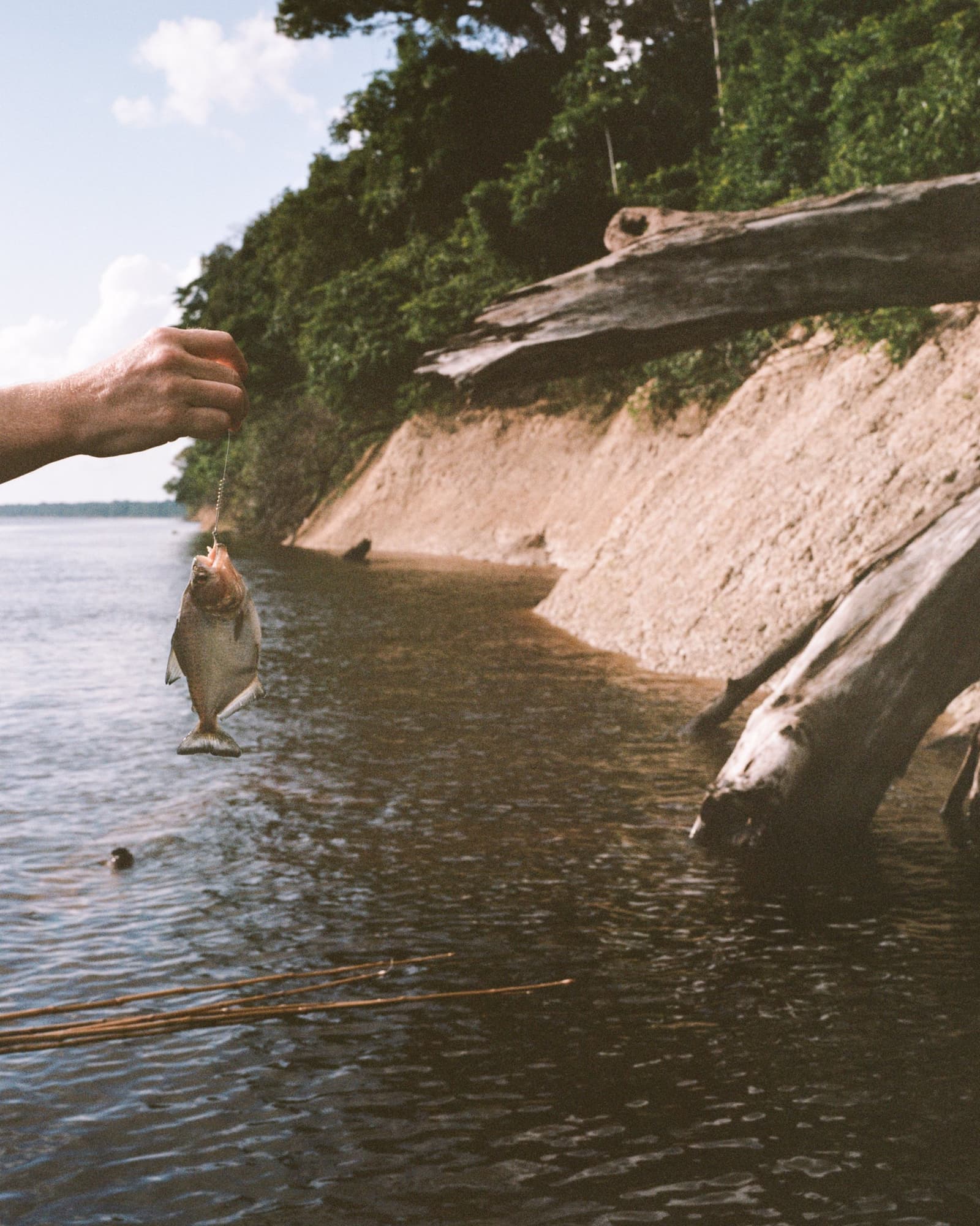 Proof that the river always has something to say. A hand holds up a freshly caught small fish on a line during an Amazon river cruise in Brazil, with a sandy clay riverbank, fallen driftwood logs, and dense jungle canopy in the background