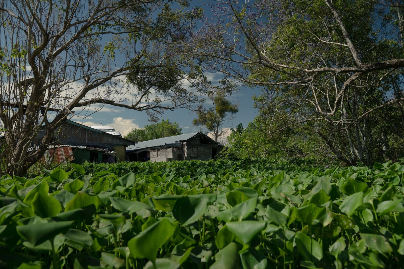 Life along the river grows right up to the doorstep. A carpet of water hyacinths stretches before weathered wooden riverside dwellings framed by tall trees under a dramatic blue sky, seen from a low angle on a luxury Amazon cruise in Brazil