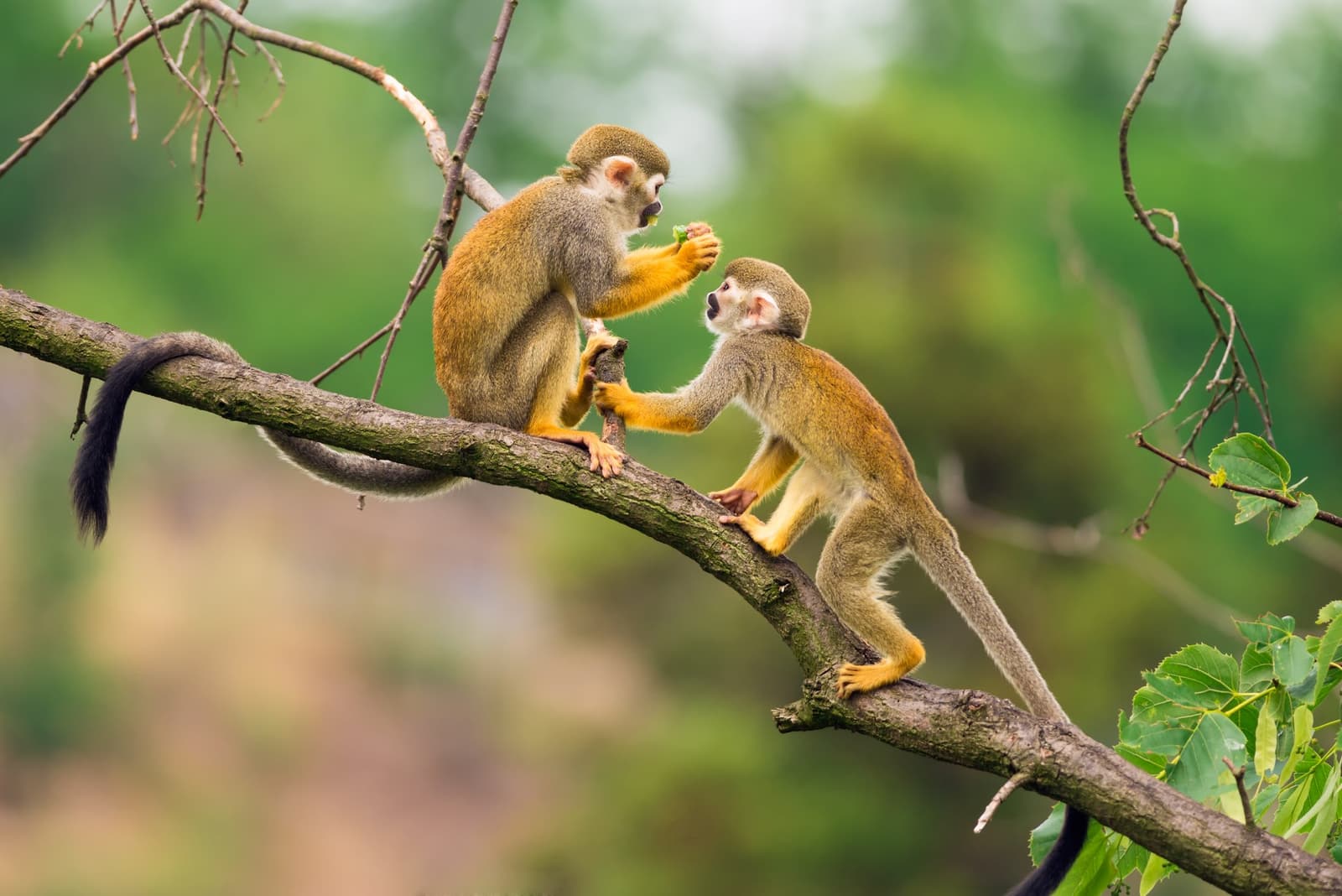 Negotiating snack rights, a daily drama in the canopy. Two squirrel monkeys face each other on a mossy branch, one reaching toward the other's food, surrounded by lush green foliage on a luxury Amazon cruise in Brazil