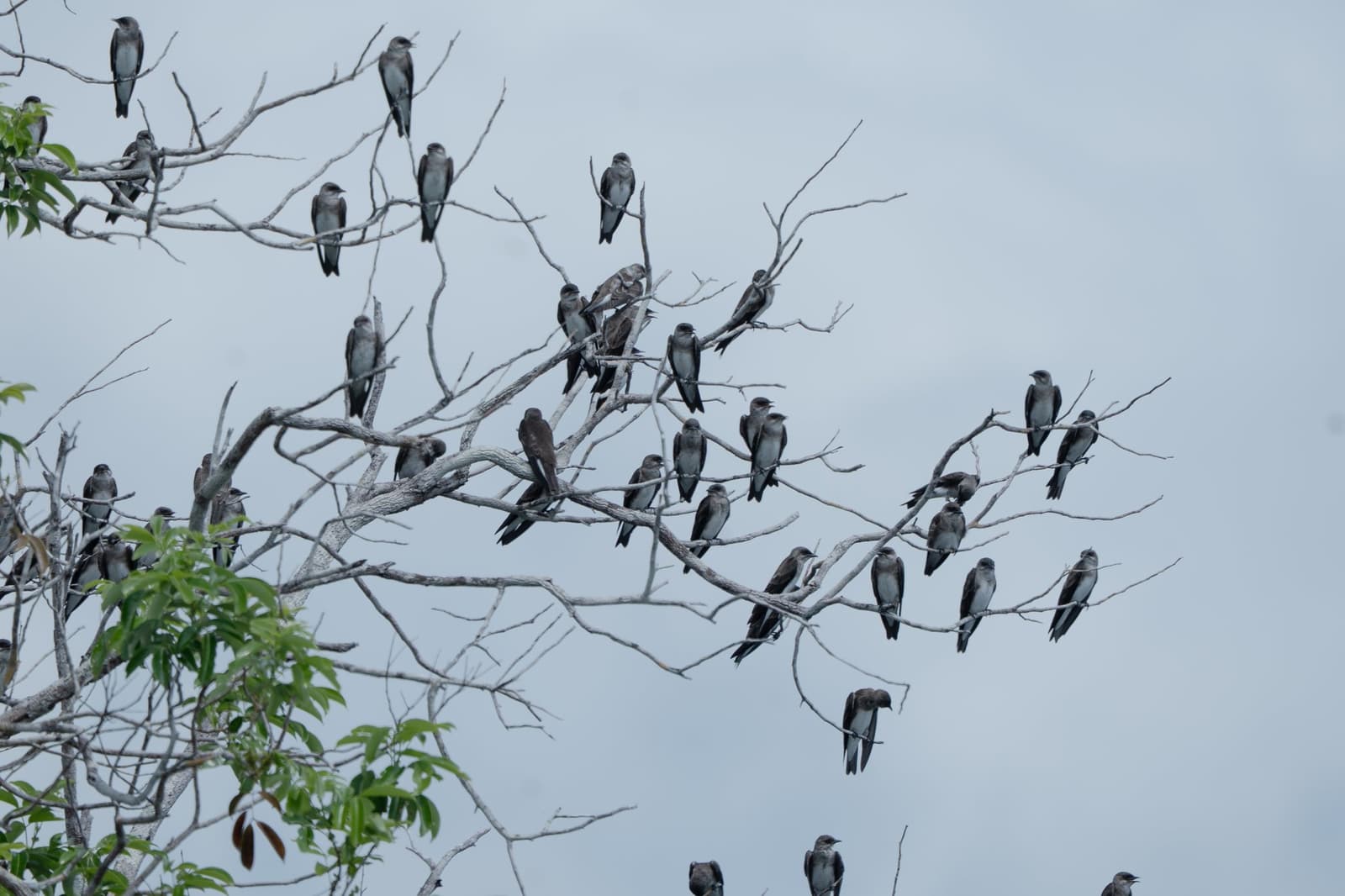 Dozens of swallows claiming every branch, the Amazon has a way of filling silence with company. A large flock of dark-plumaged swallow-like birds perched across the bare branches of a leafless tree against a pale grey sky, seen on a luxury Amazon cruise in Brazil