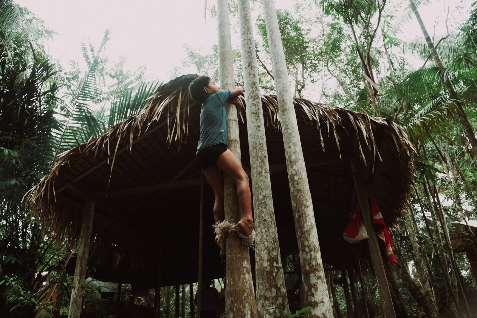 Getting up there is half the fun, no elevator in the jungle. A young person climbs a wooden post of a traditional thatched-roof hut surrounded by lush tropical forest on a luxury Amazon cruise in Brazil