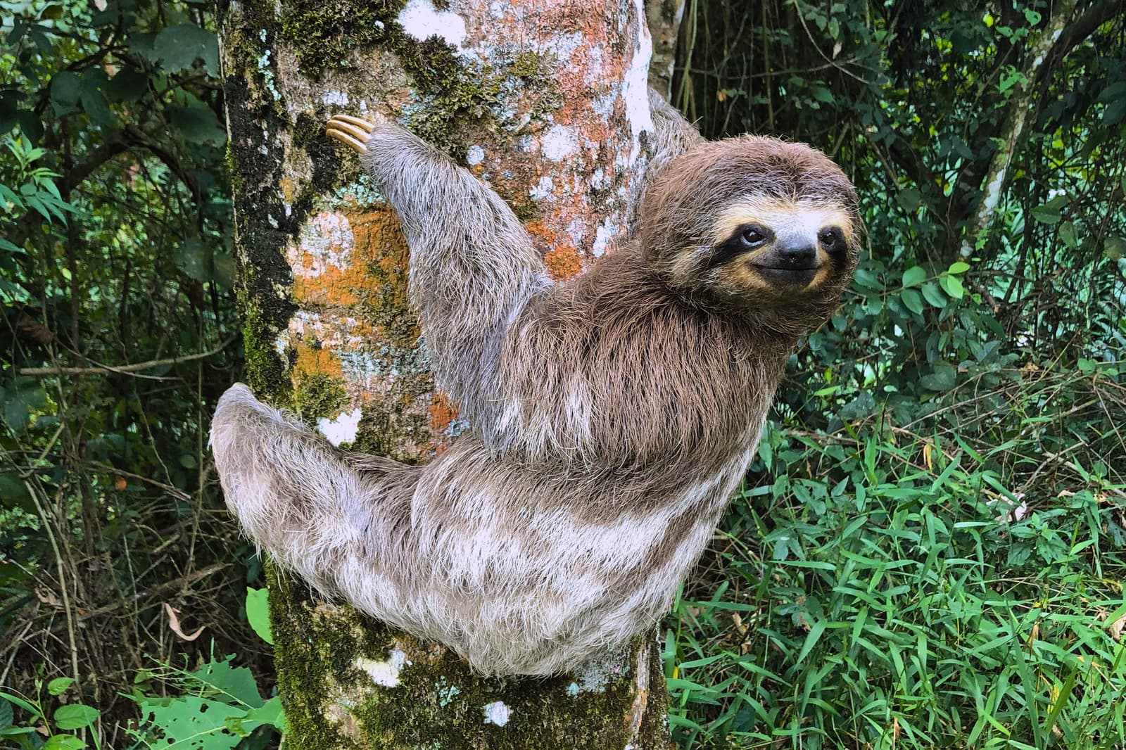 On sloth time, the Amazon moves at exactly the right pace. A three-toed sloth clinging to a lichen-covered tree trunk and looking directly at the camera, surrounded by lush green tropical forest vegetation — a classic wildlife sighting on a Luxury Amazon Cruise in Brazil