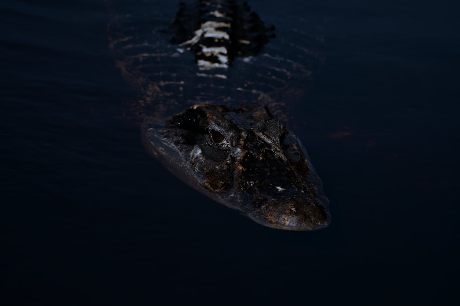 Patient, ancient, and entirely unbothered by your boat. A caiman gliding silently across dark water at night, its heavily textured head and banded tail illuminated during a luxury Amazon lodge Brazil nocturnal wildlife excursion