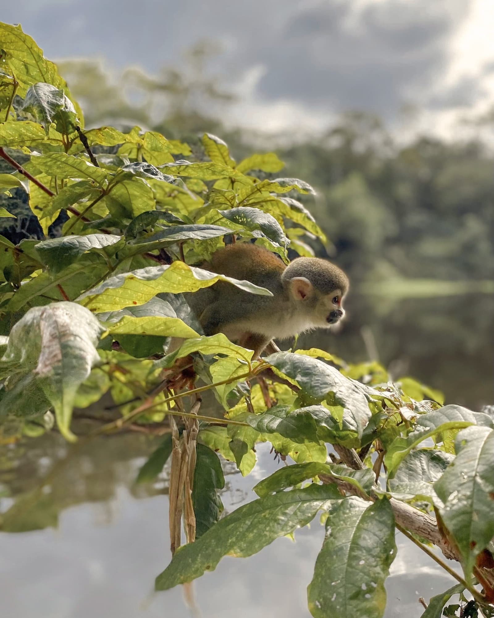 Tiny and completely unbothered, just doing monkey things above the river. A small squirrel monkey perches alertly among sun-lit green leaves overhanging still water, spotted during a luxury Amazon lodge Brazil wildlife encounter