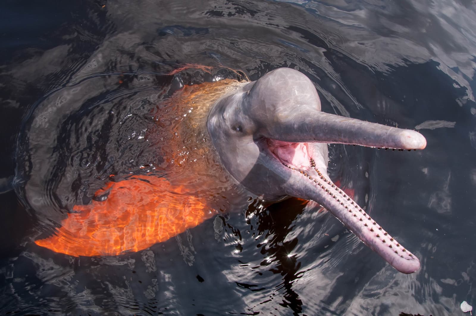That unmistakable long beak, breaking the surface — boto magic up close. Photo: EriCatarina Photo 3