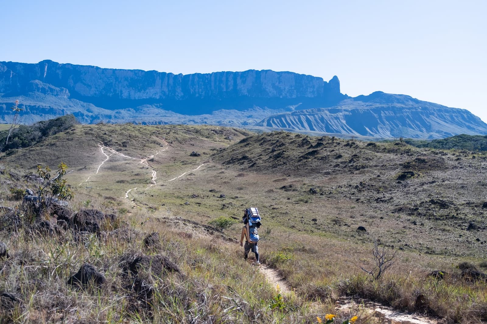 Le tepui attend, patient, pendant que les jambes font leur travail. Un randonneur chargé d'un sac à dos suit un sentier sinueux à travers la savane ouverte lors du trek du Mont Roraima, avec l'imposante falaise du tepui se dressant au loin sous un ciel bleu limpide