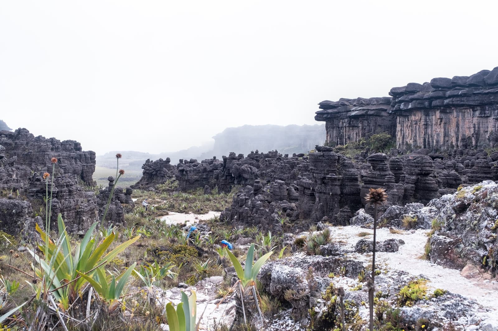 Un paysage qui ressemble à une autre planète, mais bien ancré sur Terre. Formations rocheuses de grès érodées et broméliacées endémiques s'étendant sur le plateau brumeux du Mount Roraima lors d'un trek, avec deux randonneurs en vêtements de pluie bleus visibles parmi les rochers