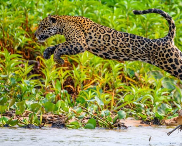 Como visitar o Pantanal, no Brasil: guia de viagem